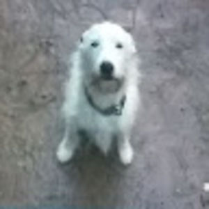 Meet your Posher, Raymond